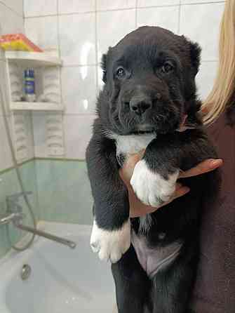 Алабай (щенки среднеазиатской овчарки) Макеевка