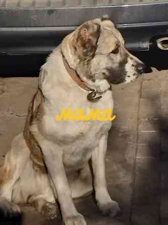 Алабай (щенок среднеазиатской овчарки) Макеевка