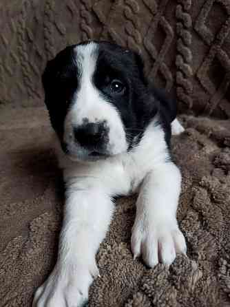 Среднеазиатская овчарка, щенок Макеевка