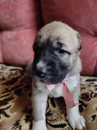 Среднеазиатская овчарка, щенок Макеевка