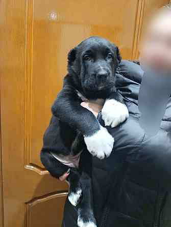 Алабай (щенок среднеазиатской овчарки) Макеевка