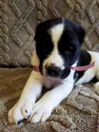 Среднеазиатская овчарка, щенок Макеевка