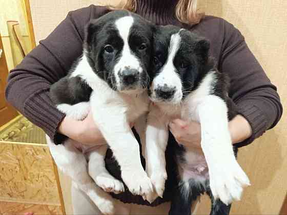 Алабай (щенки среднеазиатской овчарки) Макеевка