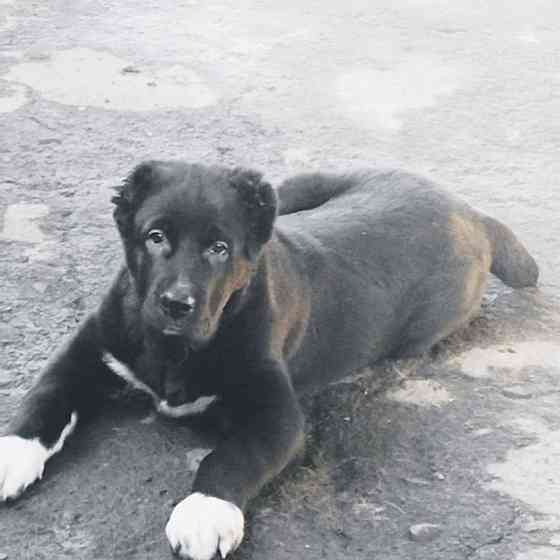 Алабай (щенок среднеазиатской овчарки) Макеевка