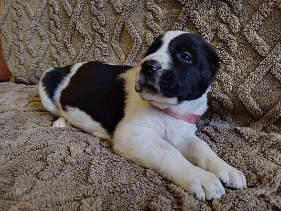 Среднеазиатская овчарка, щенок Макеевка