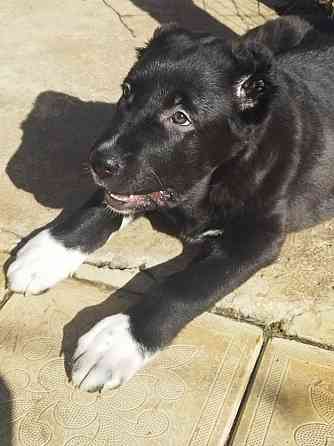 Алабай (щенок среднеазиатской овчарки) Макеевка