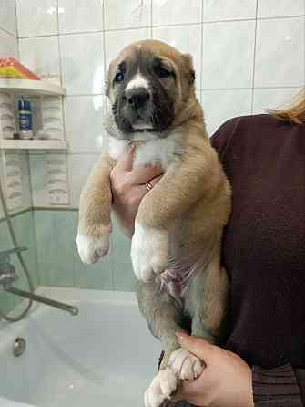 Алабай (щенки среднеазиатской овчарки) Макеевка