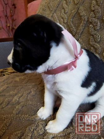 Среднеазиатская овчарка, щенок Макеевка - изображение 4