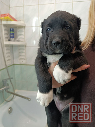 Алабай (щенки среднеазиатской овчарки) Макеевка - изображение 2