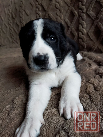 Среднеазиатская овчарка, щенок Макеевка - изображение 6