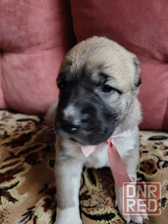 Среднеазиатская овчарка, щенок Макеевка - изображение 1