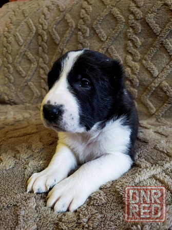 Среднеазиатская овчарка, щенок Макеевка - изображение 7