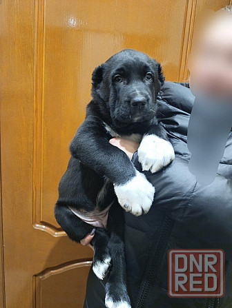 Алабай (щенок среднеазиатской овчарки) Макеевка - изображение 1