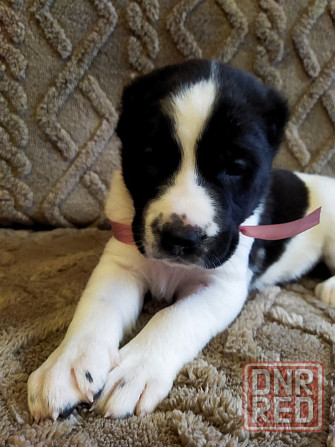 Среднеазиатская овчарка, щенок Макеевка - изображение 5