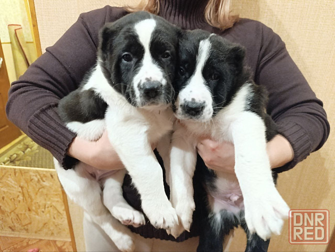 Алабай (щенки среднеазиатской овчарки) Макеевка - изображение 1