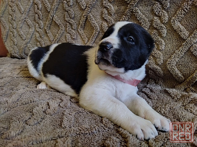 Среднеазиатская овчарка, щенок Макеевка - изображение 3