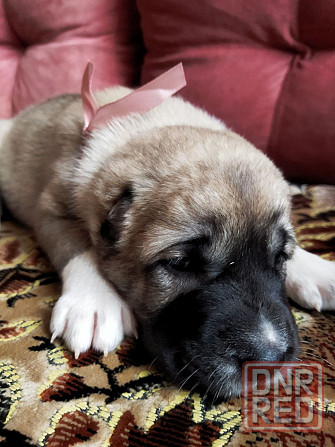 Среднеазиатская овчарка, щенок Макеевка - изображение 2