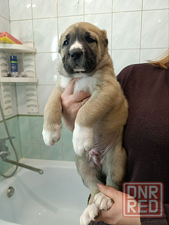 Алабай (щенки среднеазиатской овчарки) Макеевка - изображение 3