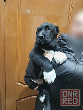 Алабай (щенок среднеазиатской овчарки) Макеевка - изображение 2