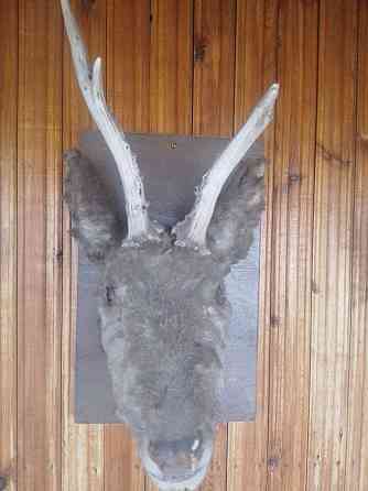 Рога натуральные в ассортименте для интеръера. Донецк