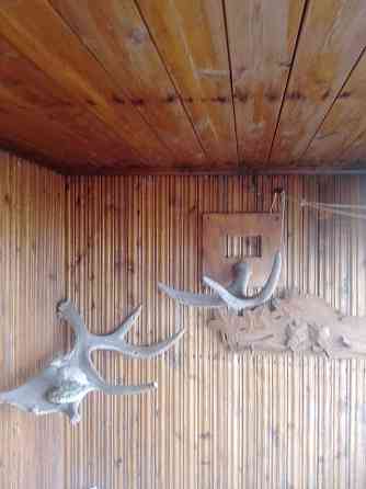 Рога натуральные в ассортименте для интеръера. Донецк