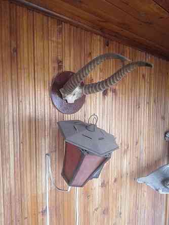 Рога натуральные в ассортименте для интеръера. Донецк