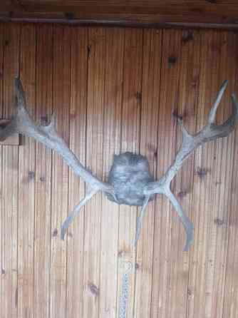 Рога натуральные в ассортименте для интеръера. Донецк