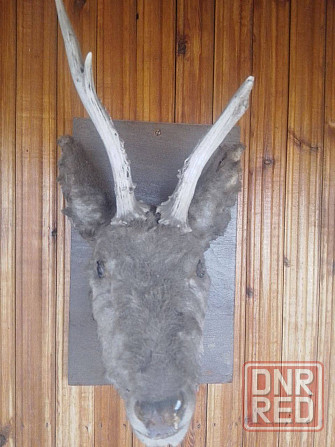 Рога натуральные в ассортименте для интеръера. Донецк - изображение 4