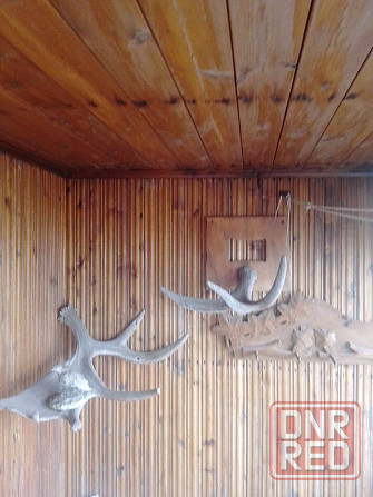 Рога натуральные в ассортименте для интеръера. Донецк - изображение 2
