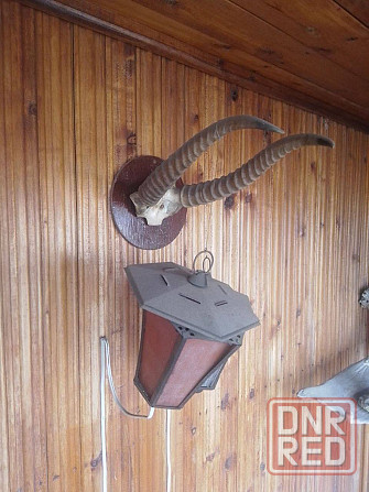 Рога натуральные в ассортименте для интеръера. Донецк - изображение 3