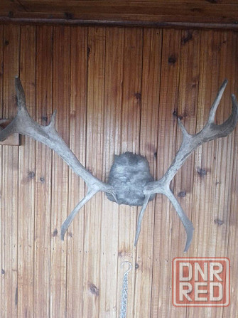 Рога натуральные в ассортименте для интеръера. Донецк - изображение 1