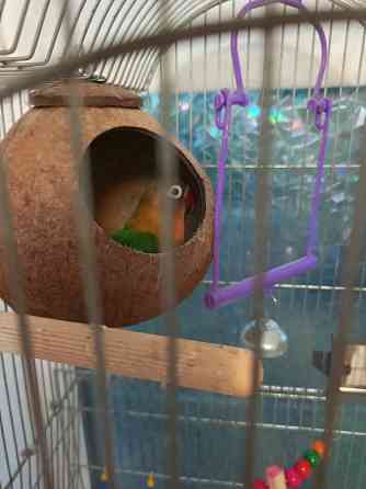 Неразлучники Донецк