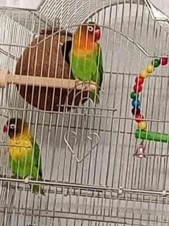 Неразлучники Донецк