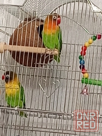 Неразлучники Донецк - изображение 1