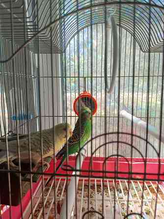 Волнистики Донецк