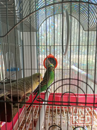 Волнистики Донецк - изображение 1