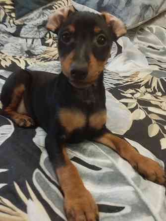 Цвергпинчер Донецк