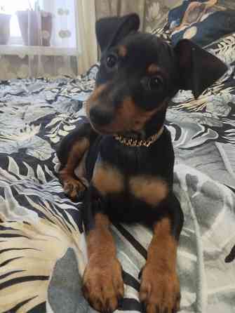 Цвергпинчер Донецк