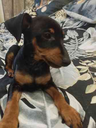 Цвергпинчер Донецк