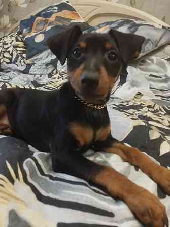 Цвергпинчер Донецк