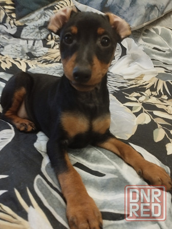 Цвергпинчер Донецк - изображение 4