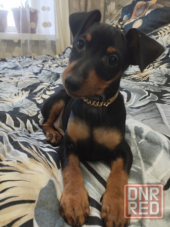 Цвергпинчер Донецк - изображение 1