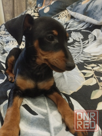 Цвергпинчер Донецк - изображение 5