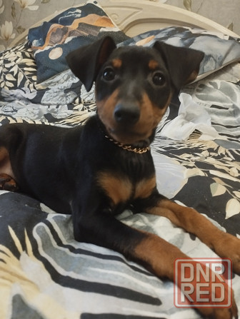 Цвергпинчер Донецк - изображение 6