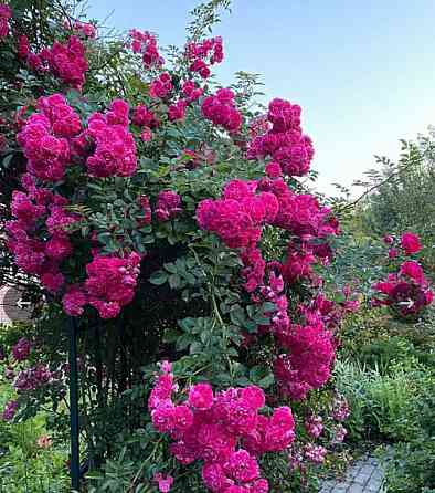 продается дом Ветка Донецк