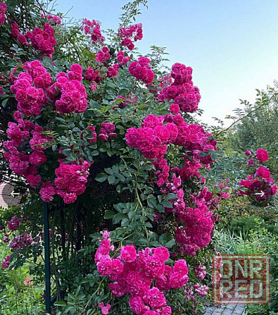 продается дом Ветка Донецк - изображение 6