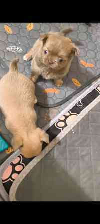 Чихуахуа щенки Донецк