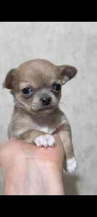 Чихуахуа щенки Донецк