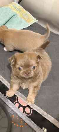 Чихуахуа щенки Донецк