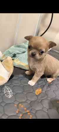 Чихуахуа щенки Донецк